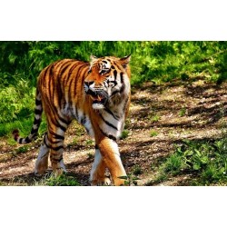 Nainital with Corbett - 4N / 5D