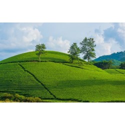 Sri Lanka Delight - 4N / 5D